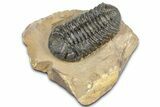 Detailed Phacopid (Morocops) Trilobite - Foum Zguid, Morocco #363137-3
